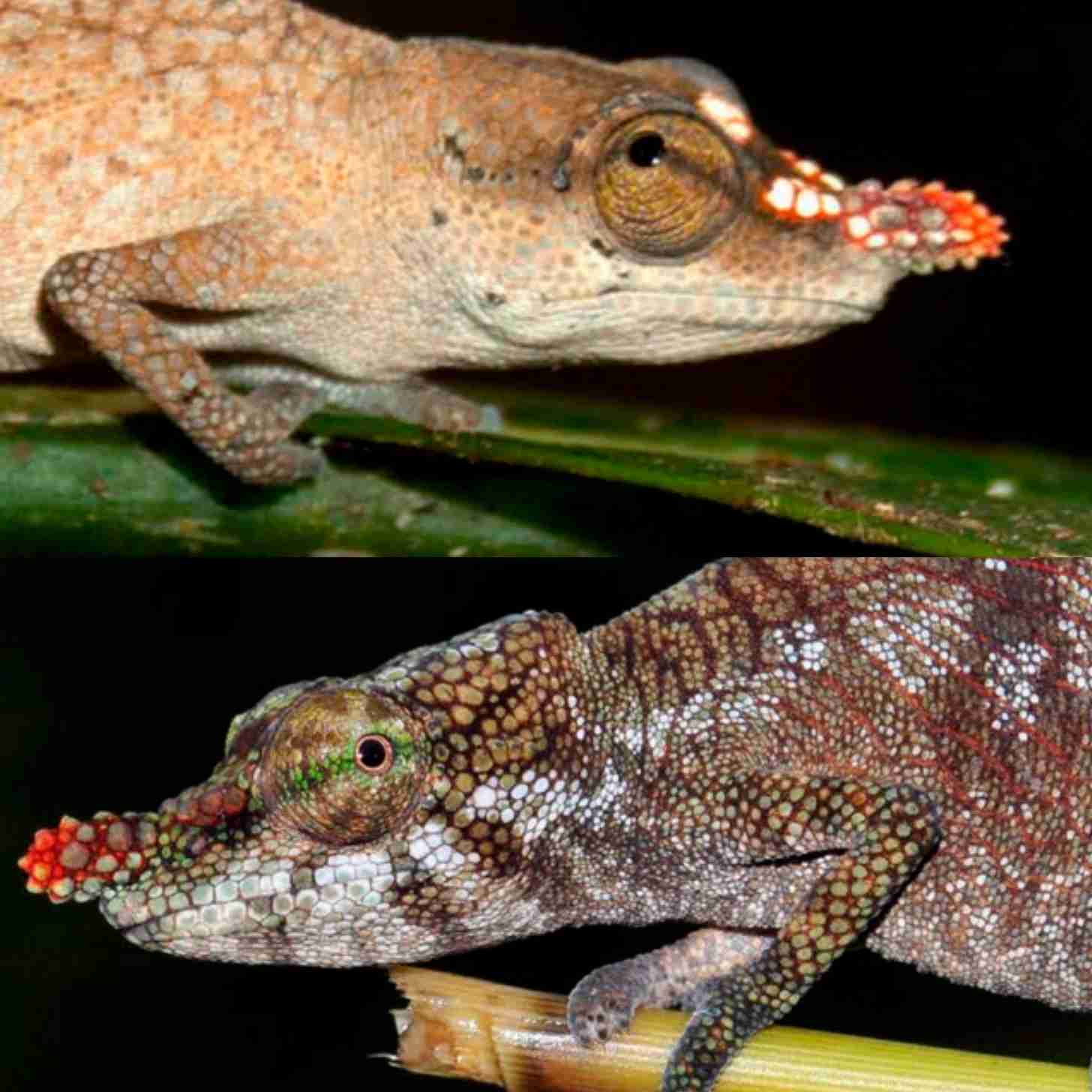 Two close-ups of chameleon with short nose appendages