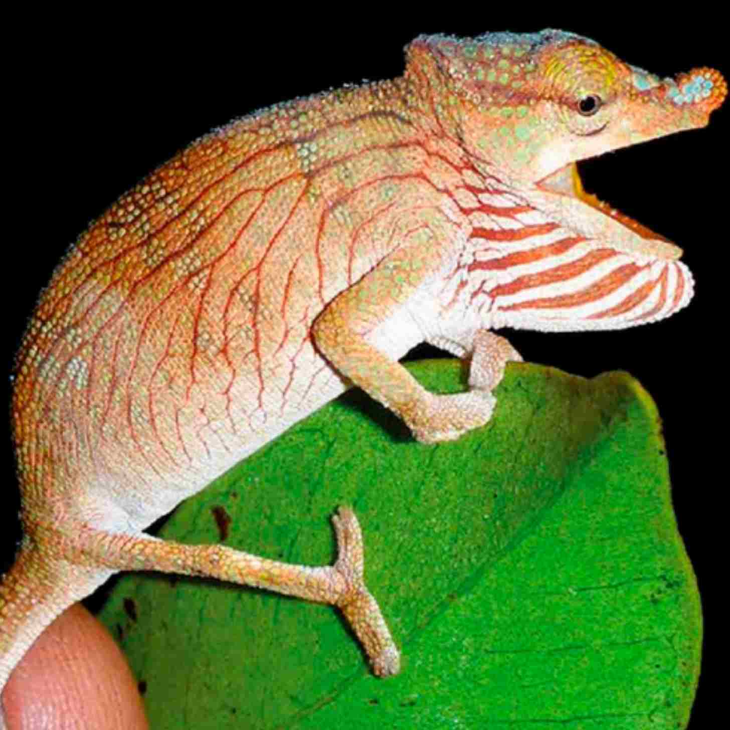 A chameleon on a leaf with a rounded nose appendage