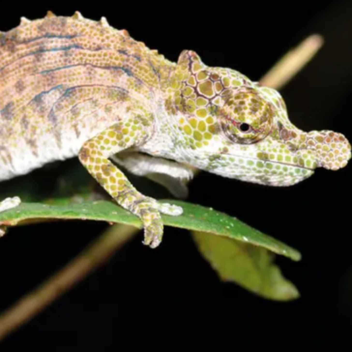 A chameleon with a rounded nose appendage