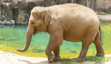 The National Zoo Is Expecting A Baby Elephant — Here's Why It Could Be A Mammoth Feat