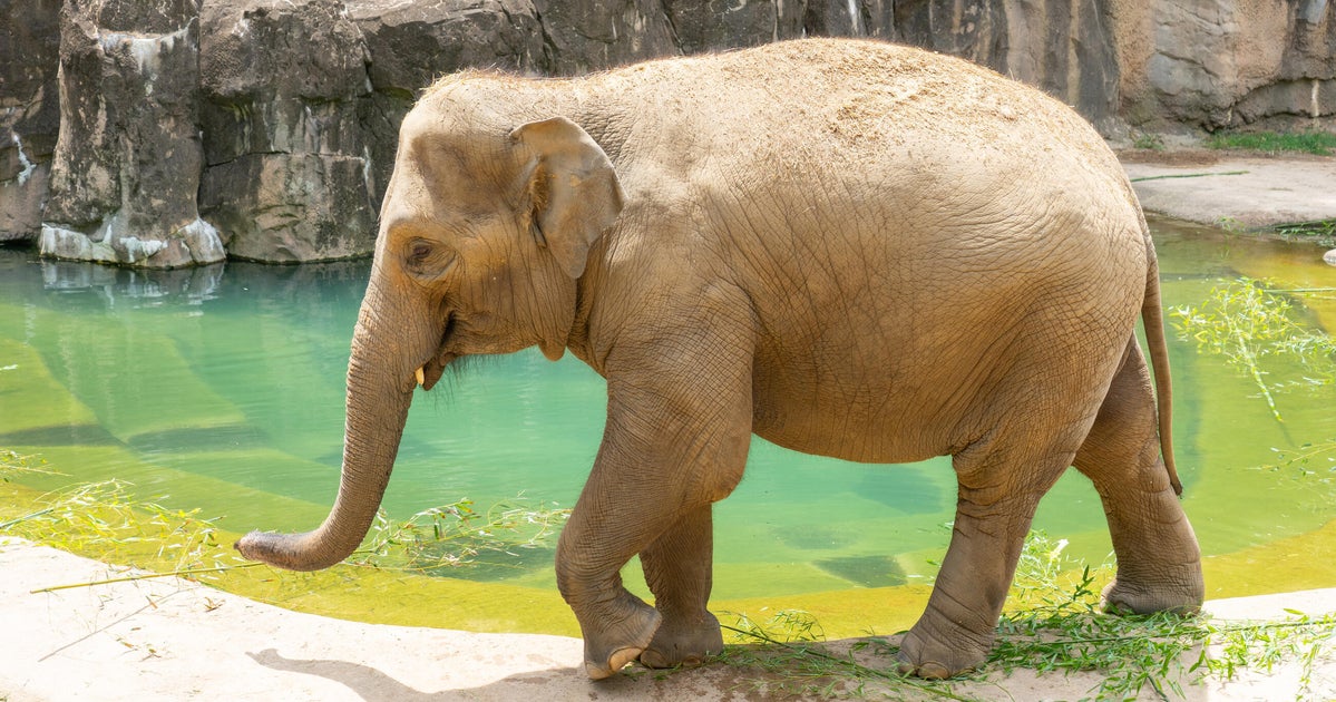 The National Zoo Is Expecting A Baby Elephant — Here's Why It Could Be A Mammoth Feat
