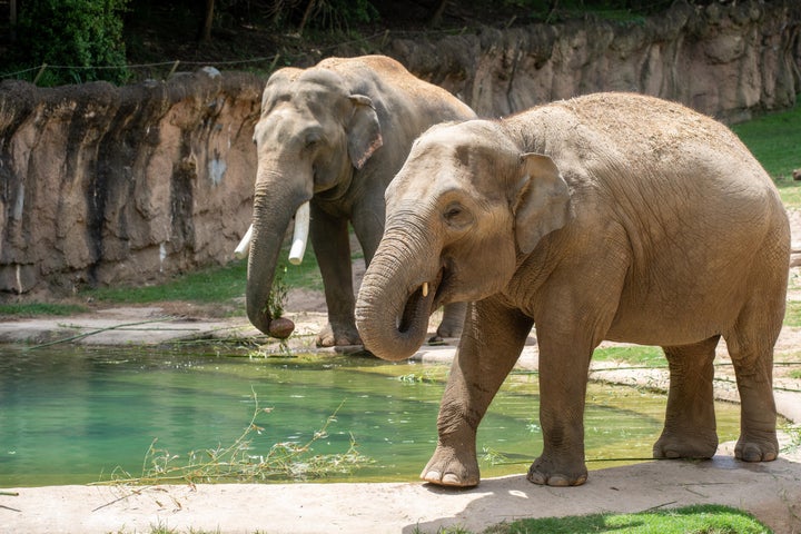 Asian elephant Nhi Linh (foreground) is due to give birth between mid-January and early March 2026 at the Smithsonian’s National Zoo and Conservation Biology Institute. Spike (background) sired the calf.