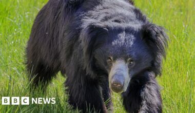 Lincoln Zoo welcomes first female Indian sloth bear in decades