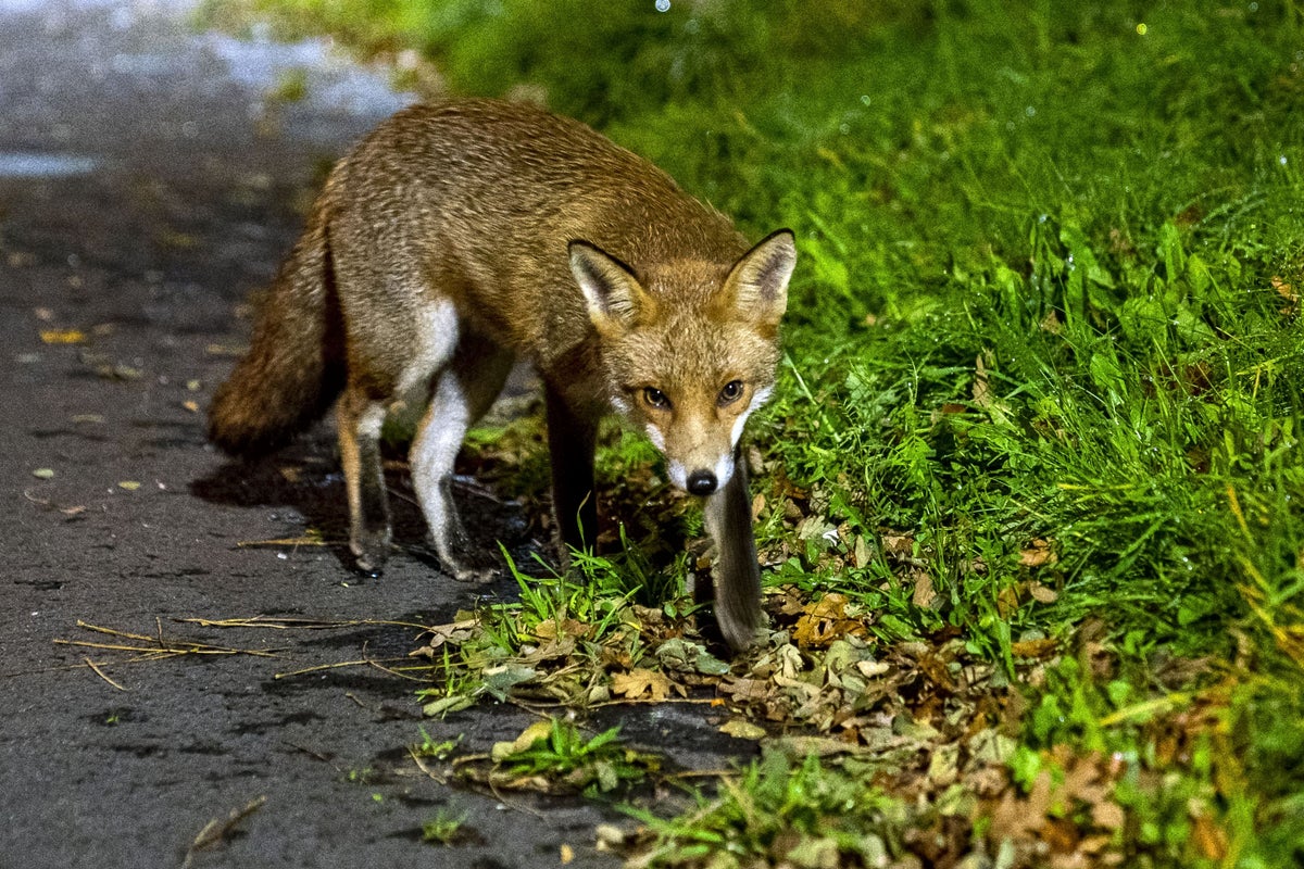 Foxes blamed after more than 40 electric cars have brakes damaged in night-time attacks