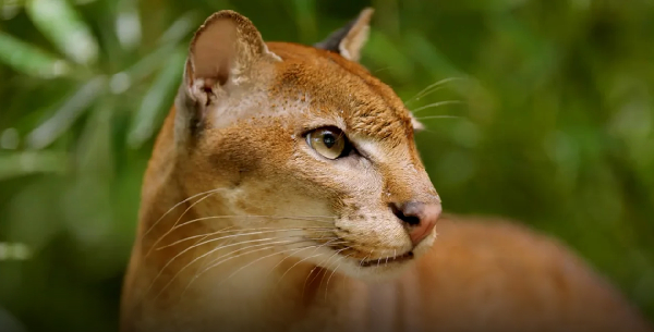 Africa's 'cryptic' golden cat is so rare, no one knows how many there are; AI is changing that