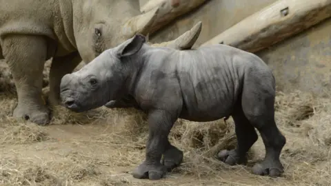Rory Carnegie A close up of Markus the white rhino. He is standing up and walking, looking to the left of the image. His mother, Nancy stands in the background watching him in their pen, which has straw on the floor. Markus is a light grey colour.