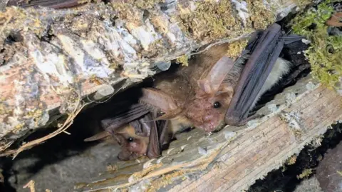 GHVDC Two bats inside their roost, their wings tucked up to their bodies.