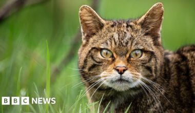 Once-extinct European wildcats set to make a comeback in England