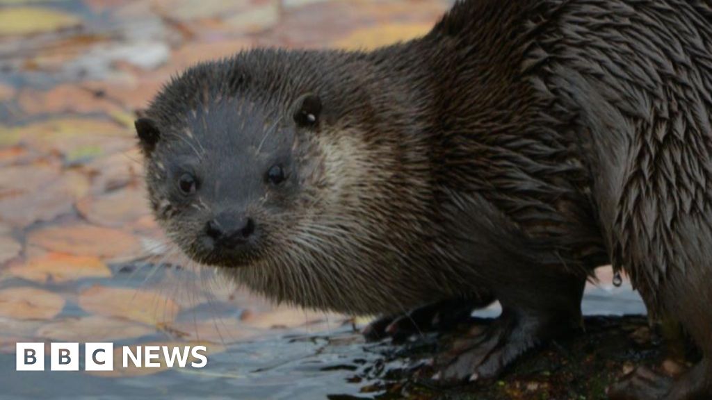 Tees Barrage otters delighting visitors and photographers