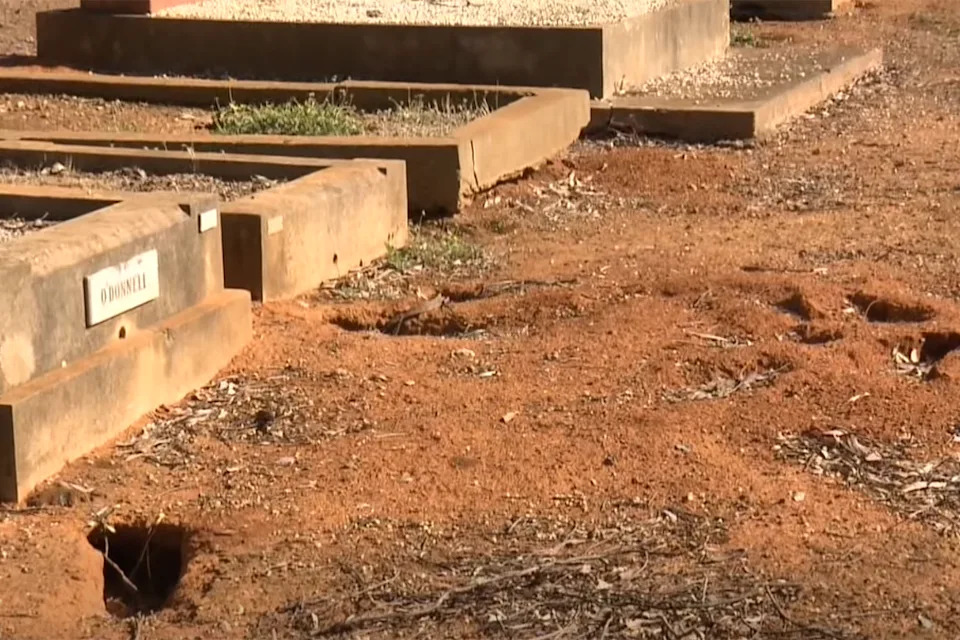 The Old Junee Cemetery has copped the brunt, but the invasive species impact is widespread across the entire region. Source: 7NEWS