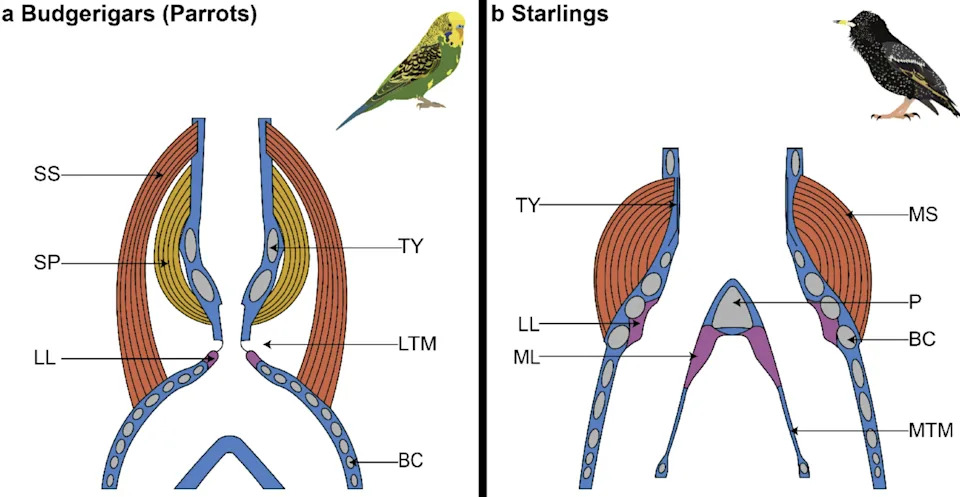 The bird research summarized in an infographic. Image: Nick Dam (Leiden University), Henkjan Honing (university of Amsterdam) & Michelle Spierings (Leiden University)
