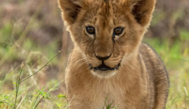 Yahoo lifestyle home