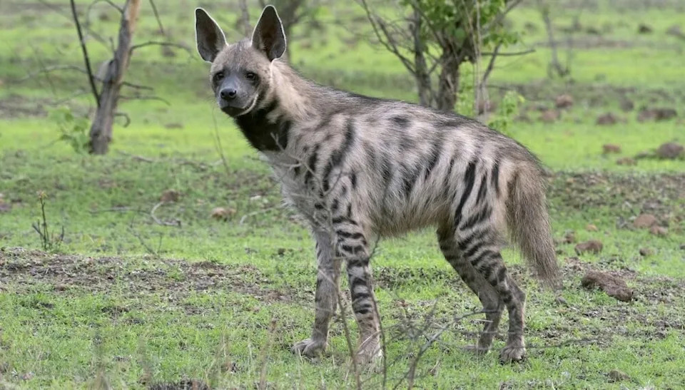 Officials at a tiger reserve in India were astonished by the sighting of a striped hyena on a trail camera well outside its known range.