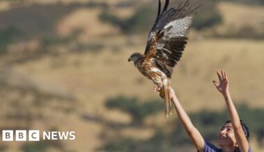 UK red kites bring Spanish cousins back from the brink