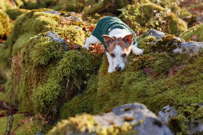 A handsome Jack Russell Terrier laying on a bed of moss, albeit on Earth.