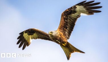 Arrest after five poisoned red kites found dead in Essex field