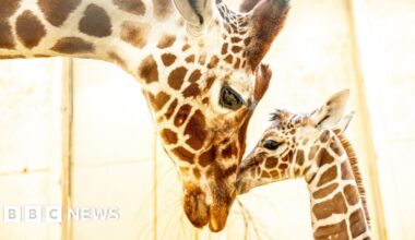 Endangered giraffe calf born at Whipsnade after death of father