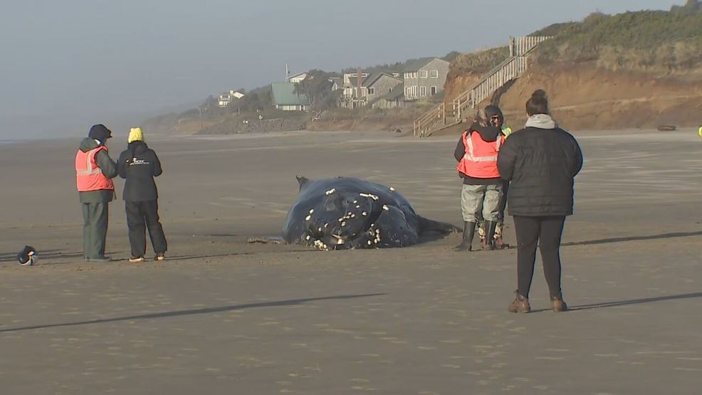 A humpback whale washed ashore Saturday night on San Marine, Ore., and is set to be euthanized on Monday, Nov. 17, 2025 according to witnesses and local officials/KATU News