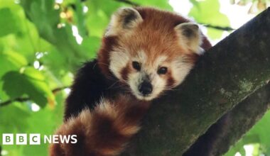 'Beloved and cherished' red panda dies at Cornwall wildlife park