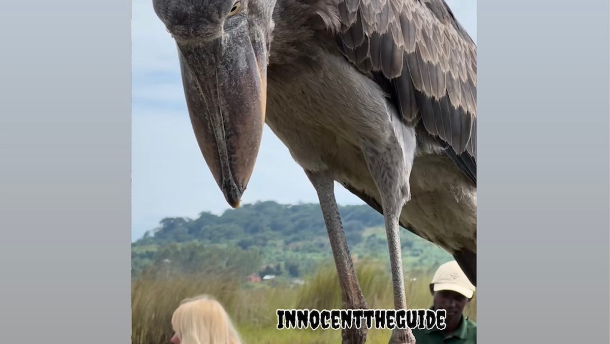 Giant shoebill that greeted tourists in Africa has razor-sharp beak