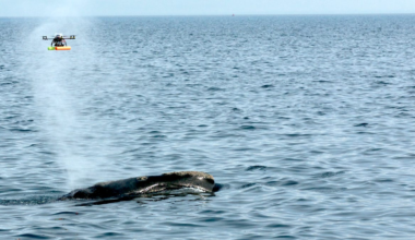 Drones gather critical health info above a right whale's blowhole