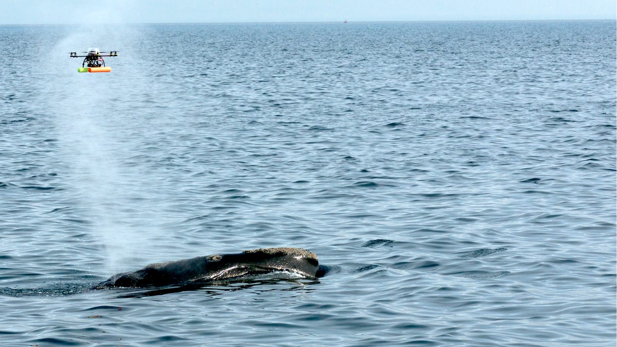 Drones gather critical health info above a right whale's blowhole
