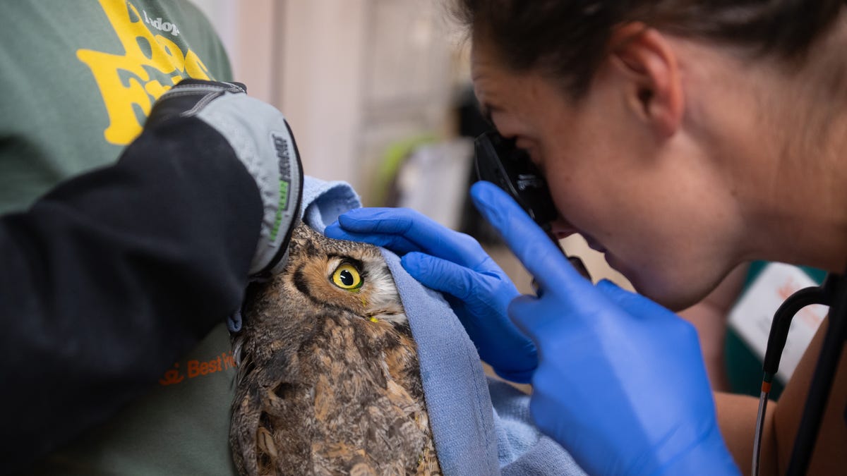 Owl recovering after being rescued from concrete mixer in Utah