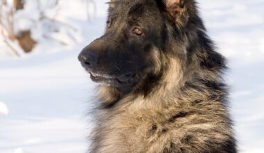 Most modern dogs have 'detectable' wolf ancestry, scientists say