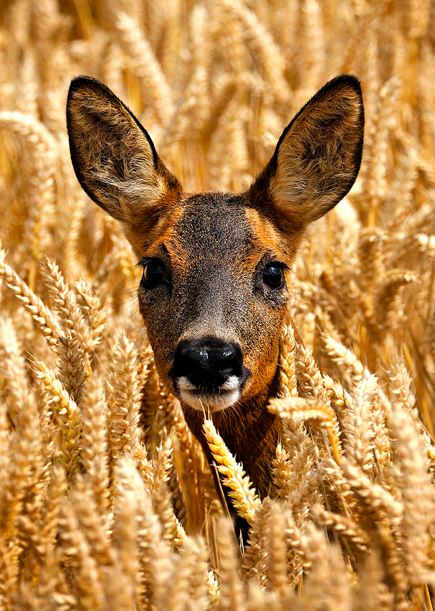 A young deer peeks through golden wheat stalks, showcasing its attentive gaze and soft features amid the field