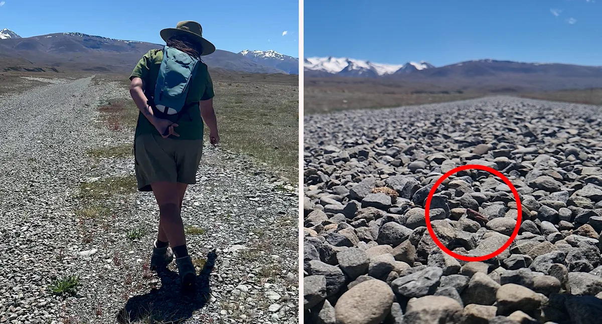 Rumours of 'mutant' animal proven real by release of incredible new video: 'Exceptionally rare'