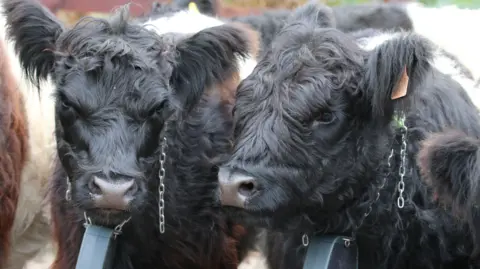 Alex Cruickshank Two Belted Galloway heifers - they are dark brown and white with thick coats and have chans with a device  - a GPS tracker - hanging from them.
