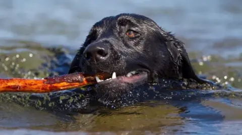 Peter Cairns/2020VISION Close-up of a black Labrador dog swimming in a river holding a stick in its mouth.