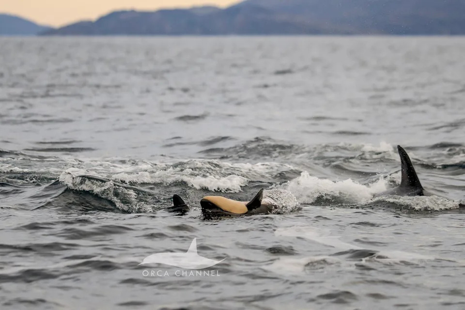 Krisztina Balotay - naturalist/photographer, Orca Channel Orca whale birth in Arctic Circle