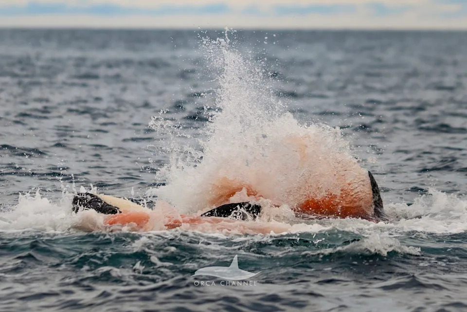Krisztina Balotay - naturalist/photographer, Orca Channel Killer whale birth