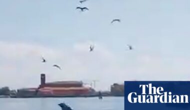 Dolphin seen near St Mark’s Square inspires Venetian rescue effort | Venice