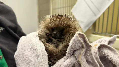 Hedgehog curled up in a ball. It's placed on a small blanket.