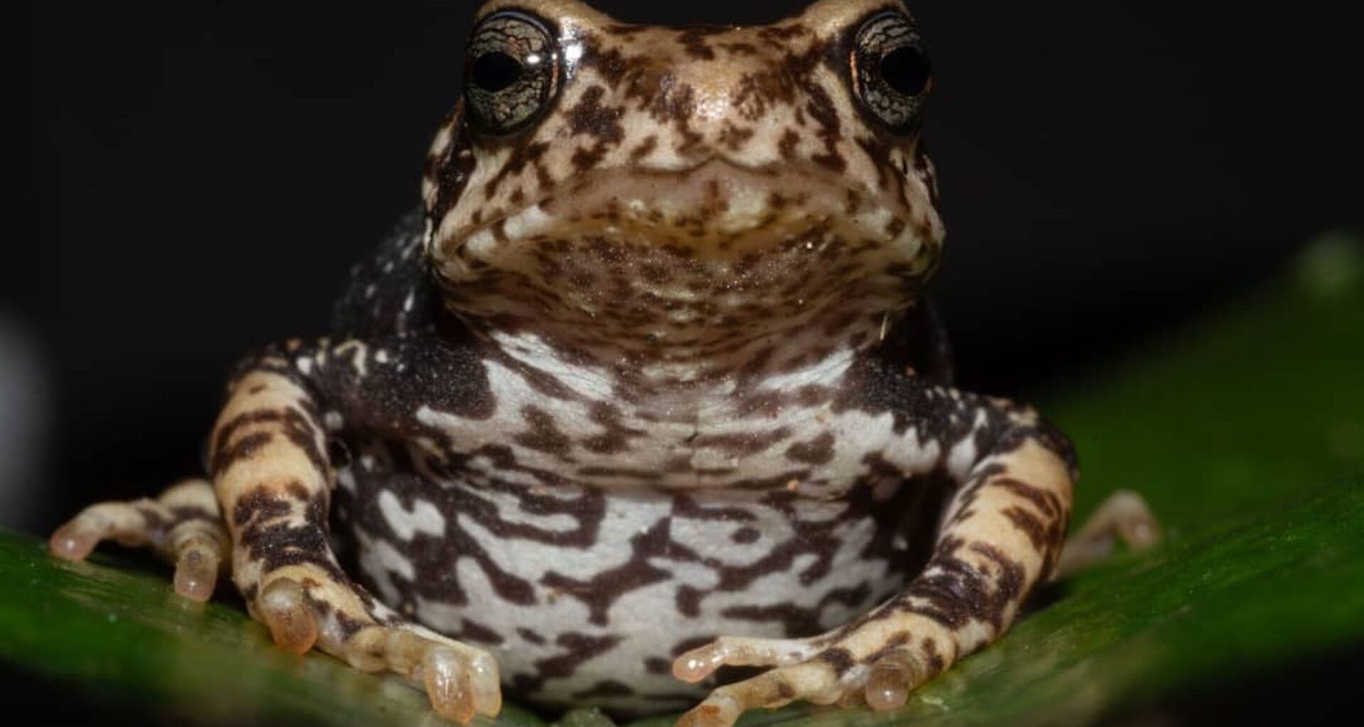 a close-up of a brown spotted toad