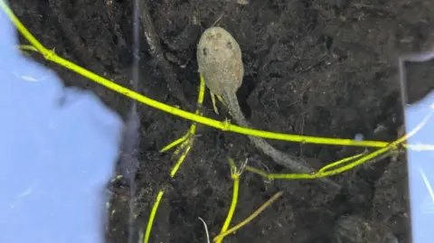Durrell Wildlife Conservation Trust A released tadpole.  The camera is over the top of the tadpole which has been released into water.  The species body shape is oval with a long tail. It is resting on soil under the water.