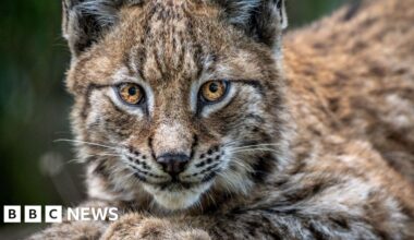 Northumberland Lynx introduction would ruin livelihoods