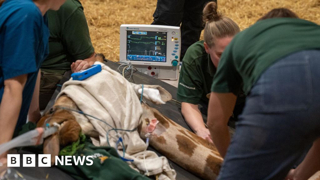 Woburn Safari Park giraffe's high-risk knee surgery is a success