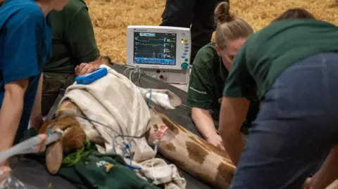 Woburn Safari Park/PA Media A team of vets work on the giraffe, which is lying on its side on hay. It has tubes going into its mouth and its head is covered with a white blanket. There is a screen showing its heart rate in the background.