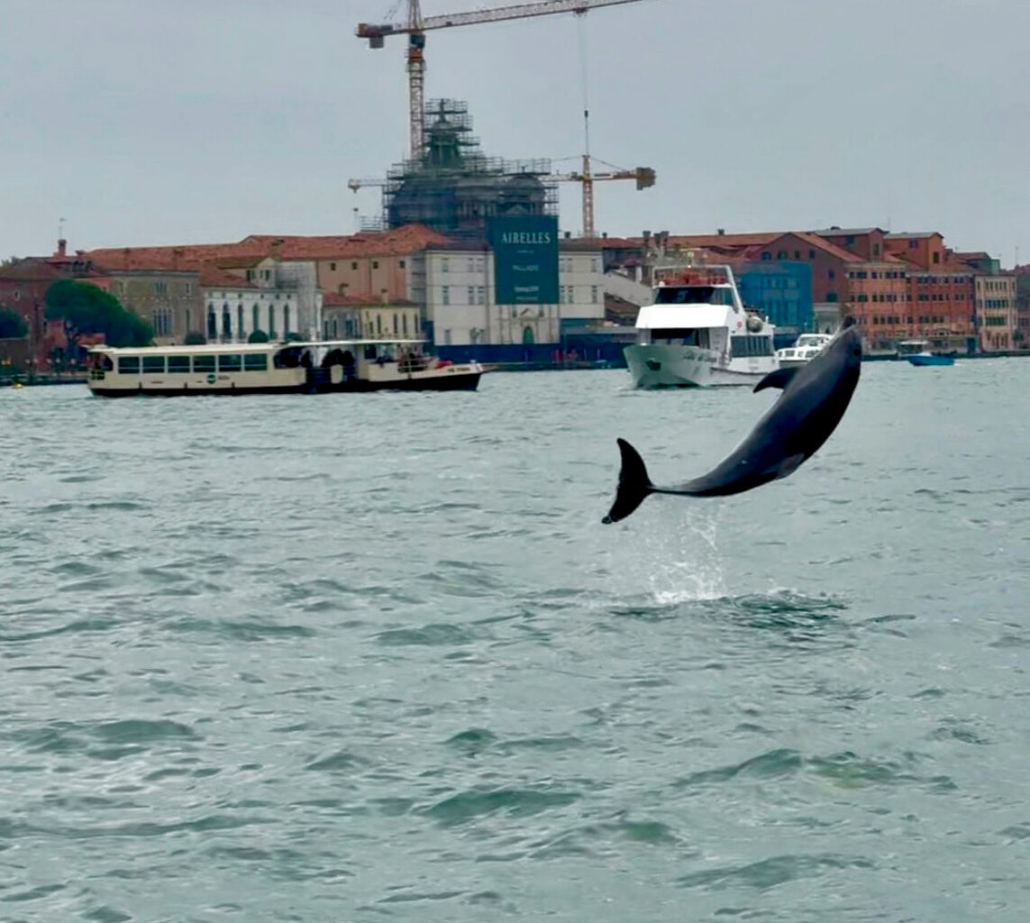Venice’s Newest Marvel Is a Wild, Acrobatic Dolphin. His Refusal to Leave Puts Him in Danger