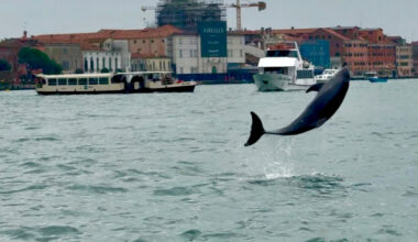 Venice’s Newest Marvel Is a Wild, Acrobatic Dolphin. His Refusal to Leave Puts Him in Danger