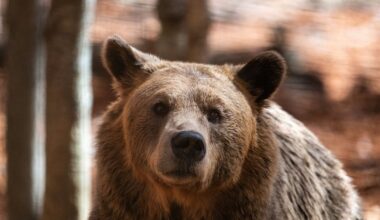 Rural Greece struggles to cope with predator comeback