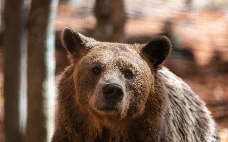 Rural Greece struggles to cope with predator comeback