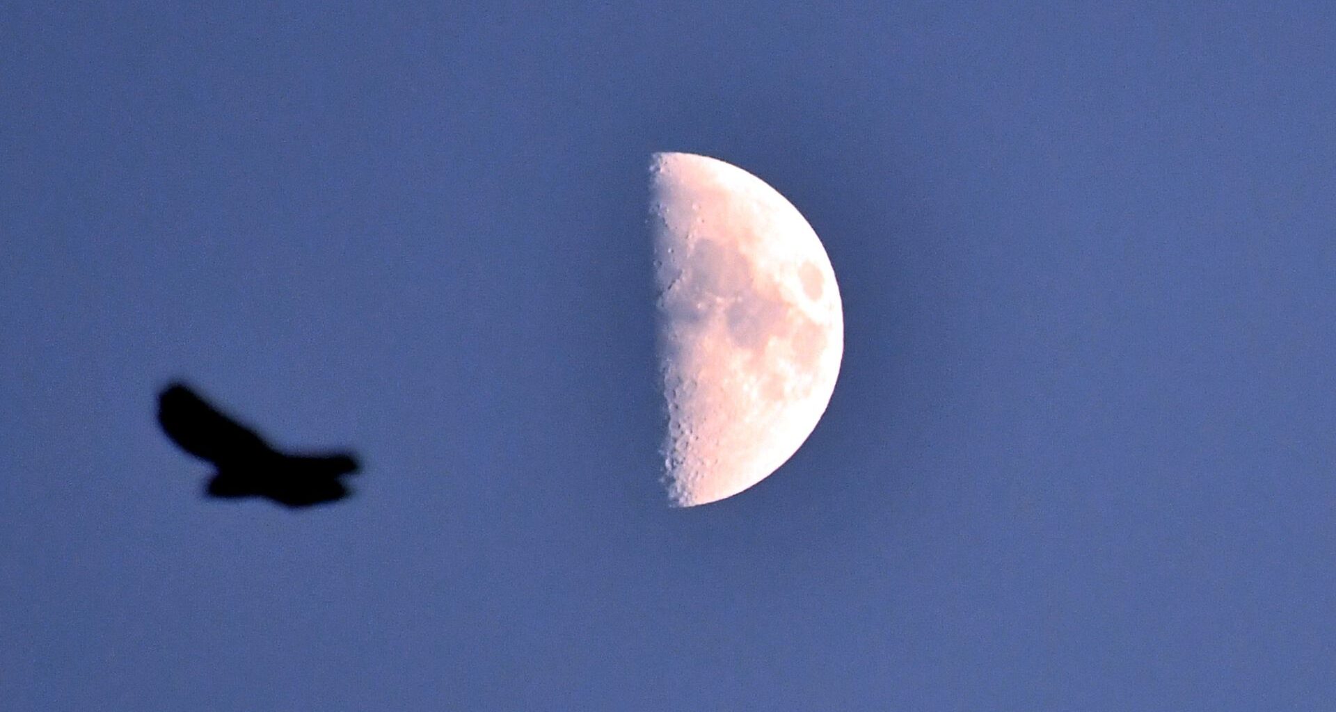 The moon is pictured against a darkening blue sky with its right half lit and its left bathed in shadow. The silhouette of a passing bird is visible to the left of the image.