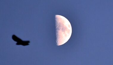The moon is pictured against a darkening blue sky with its right half lit and its left bathed in shadow. The silhouette of a passing bird is visible to the left of the image.