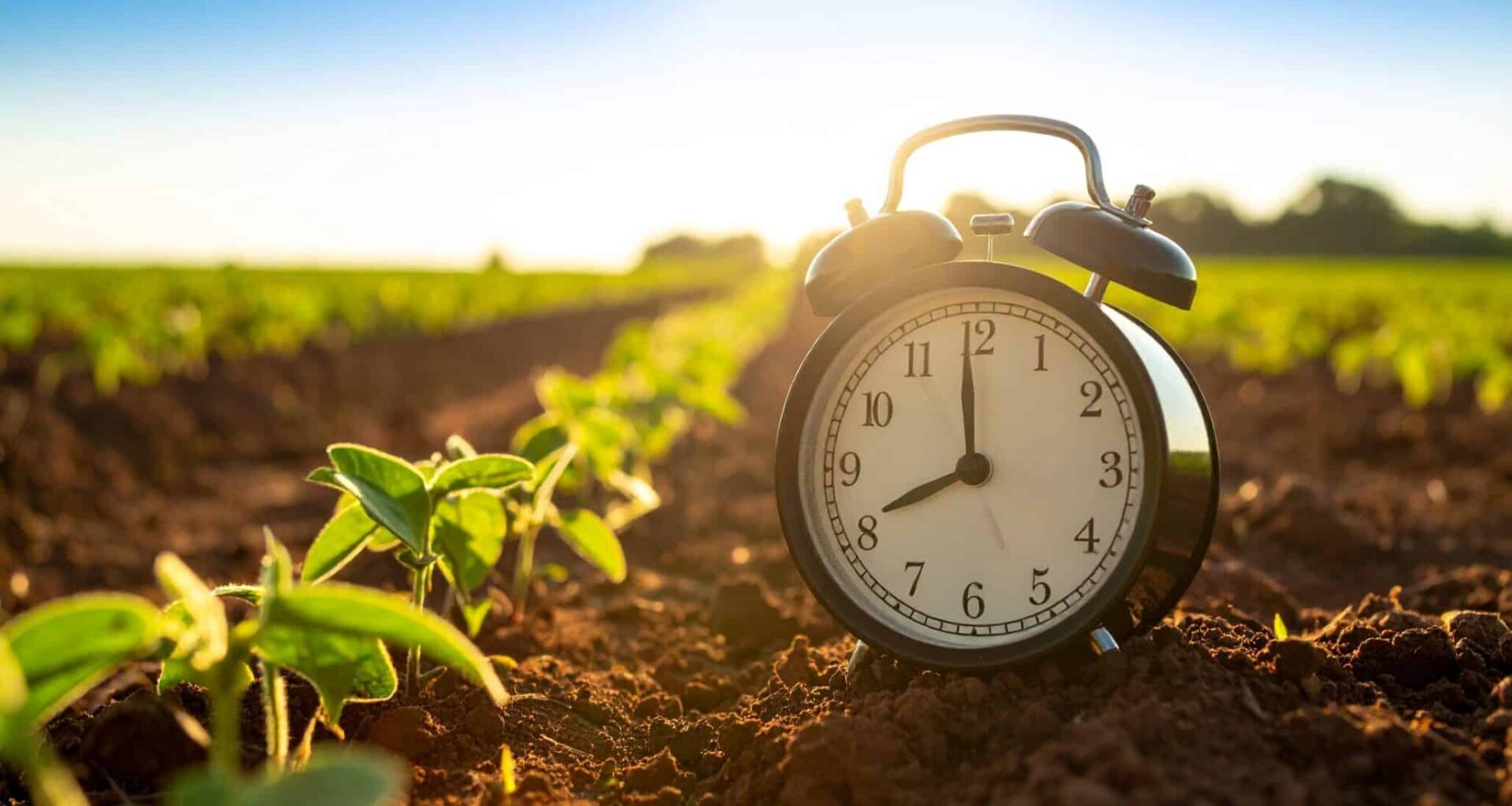 Crop-killing Pathogen Found to Disable Plants’ Alarm System