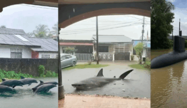 Sharks, dolphins and subs make appearance during floods