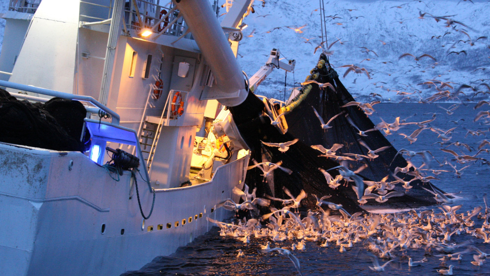 Seagulls flying while the fishing ship is bringing the fish onboard.
